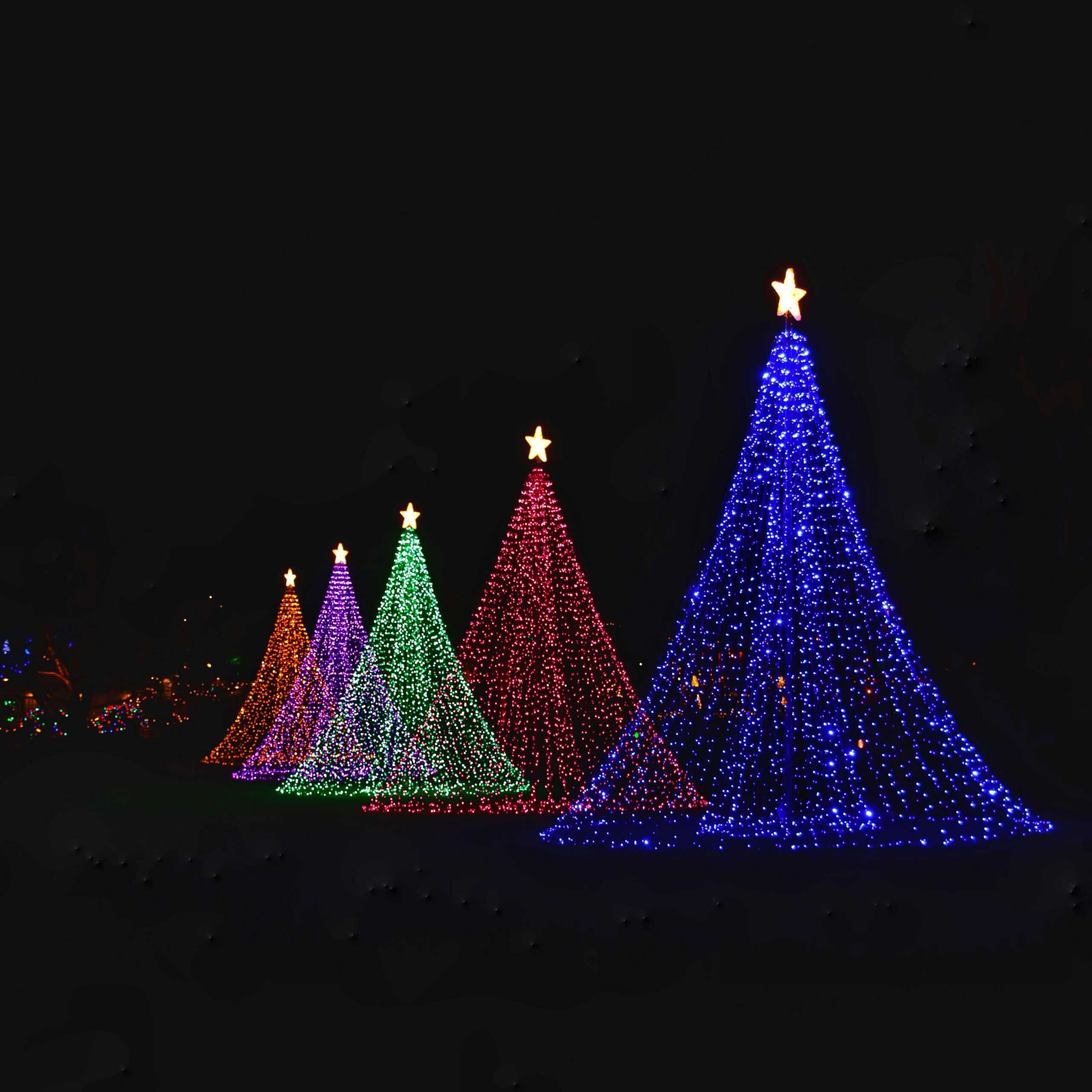 Red green purple and blue mega Christmas trees