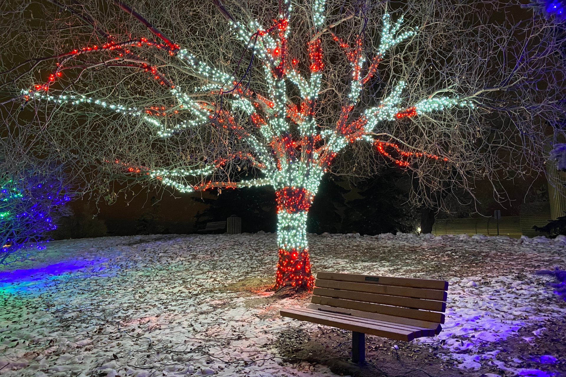 Tree Lighting