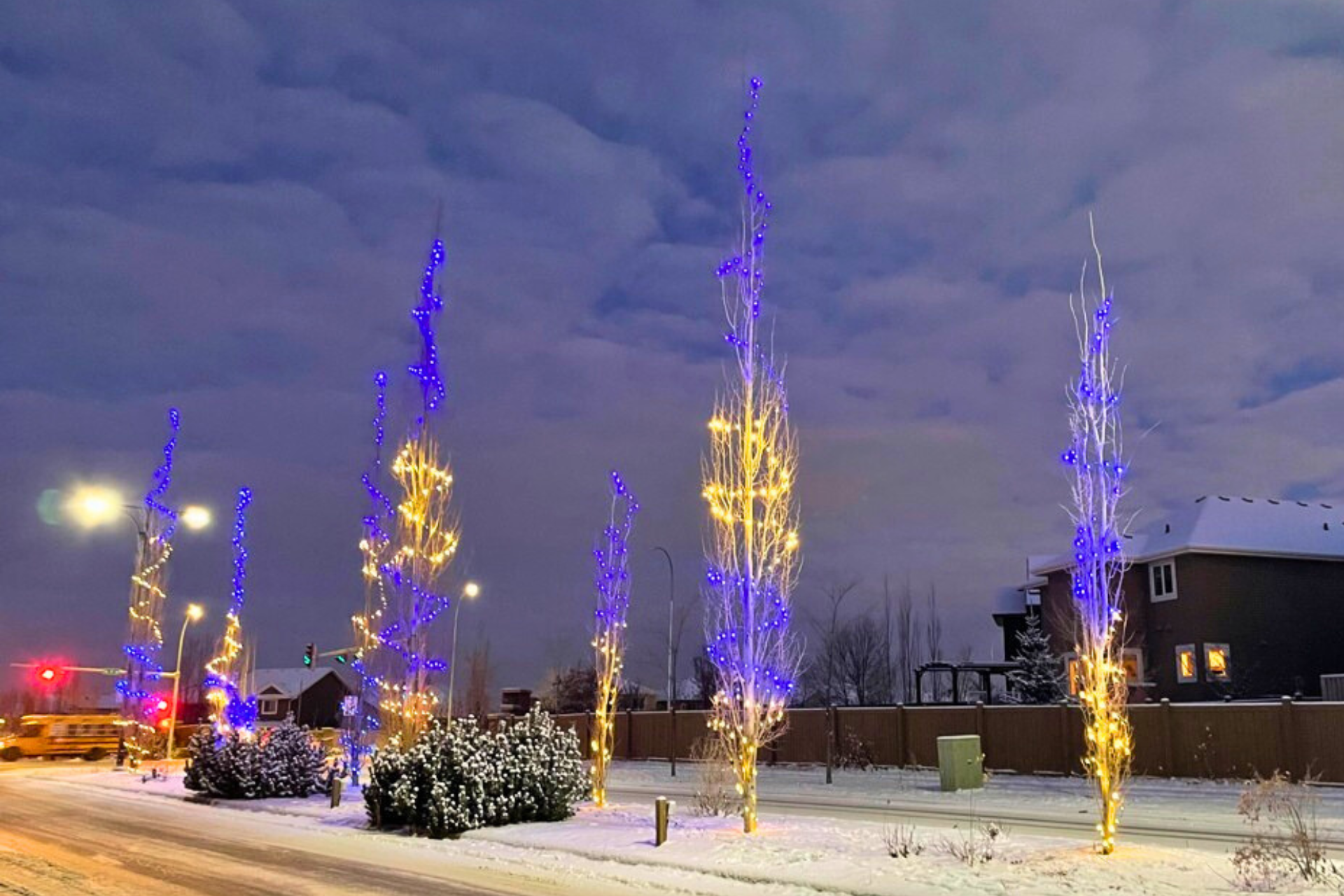 Tree Lighting