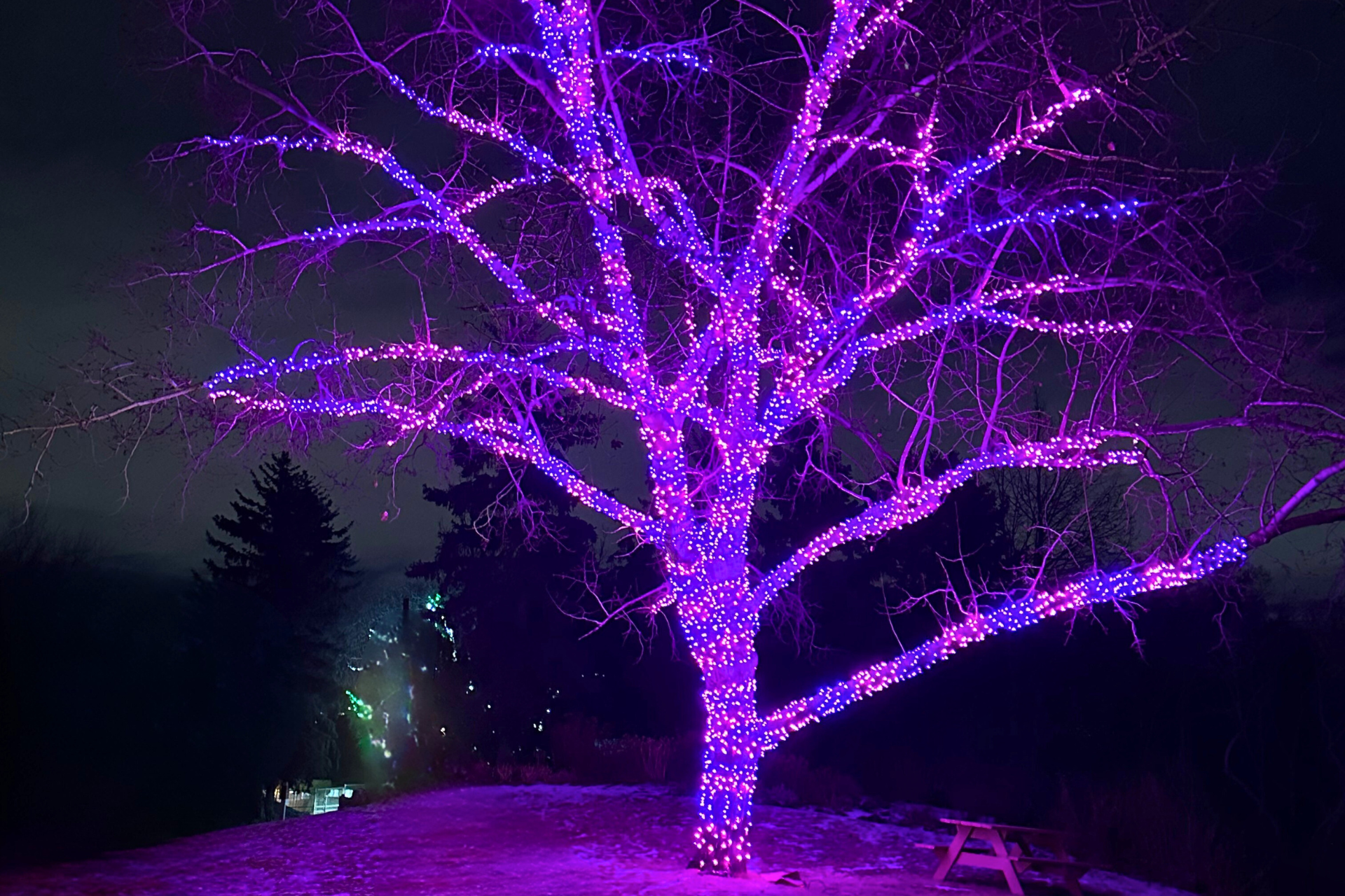 Tree Lighting Tree Lighting