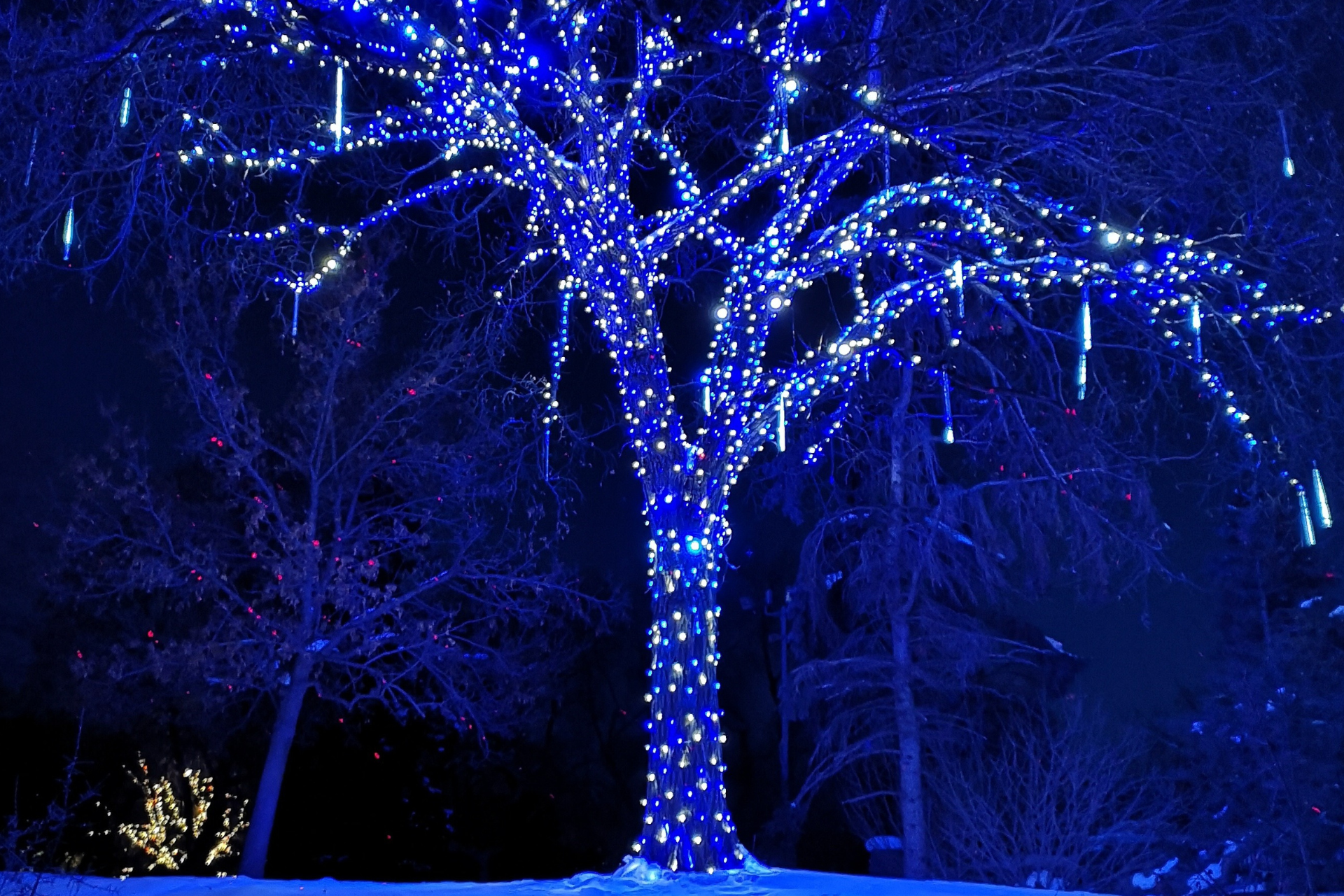 Tree Lighting